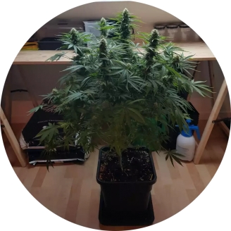 AK 47 Fem.